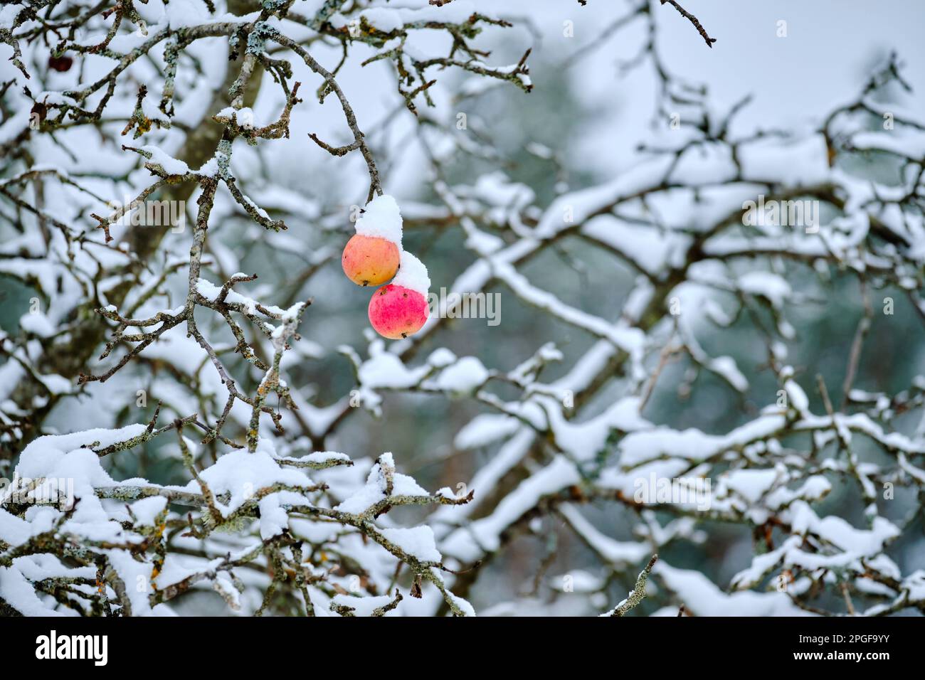 Wintergarten mit Äpfeln im Schnee Stockfoto