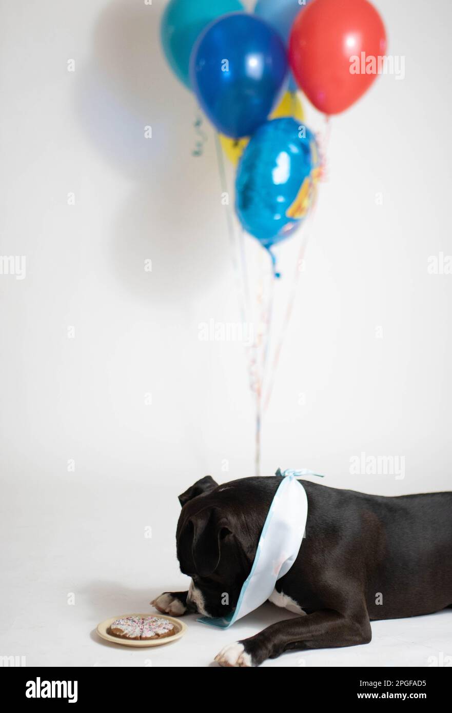 Hundegeburtstage mit Kuchen und Ballons feiern Stockfoto