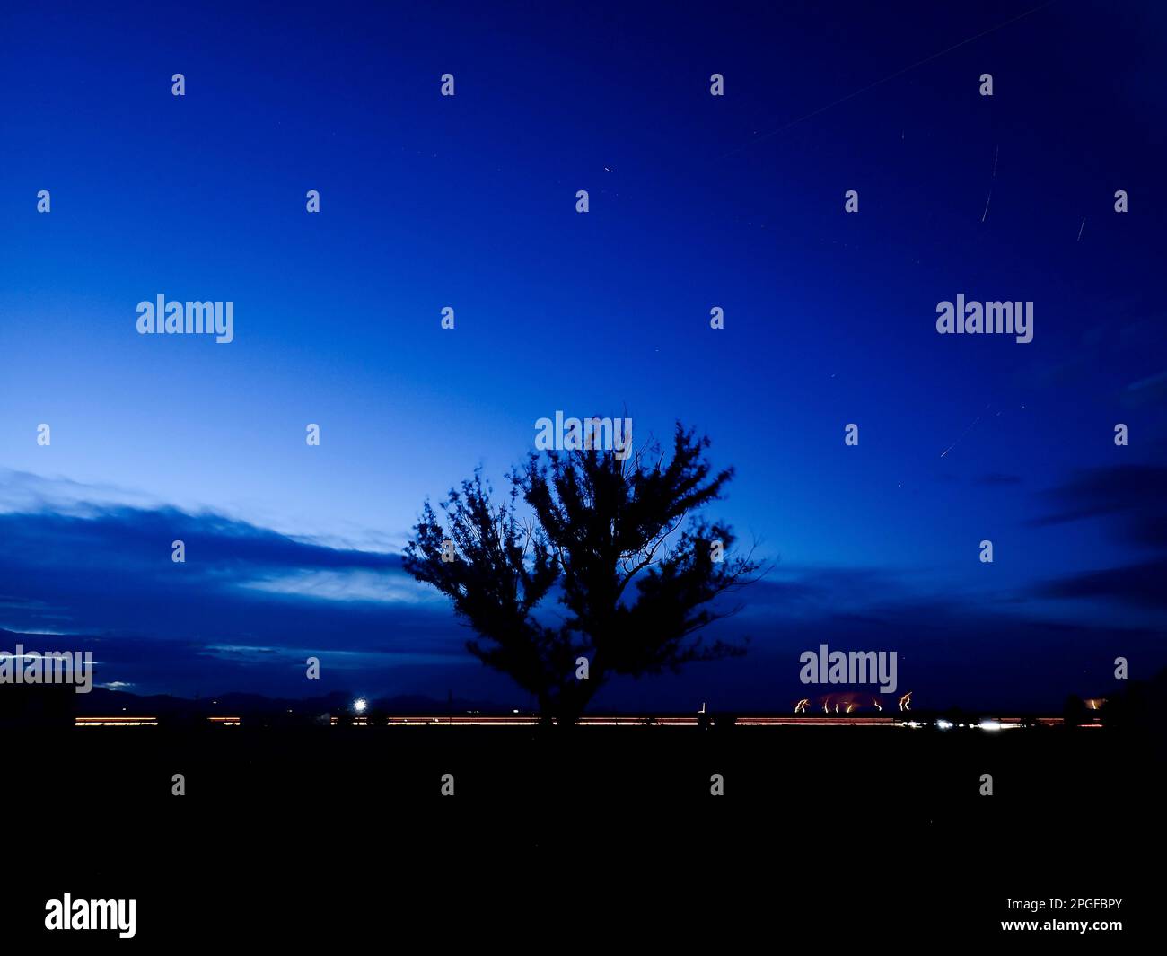Baumsilhouette, dunkelblauer Nachthimmel und helle Wanderwege Stockfoto