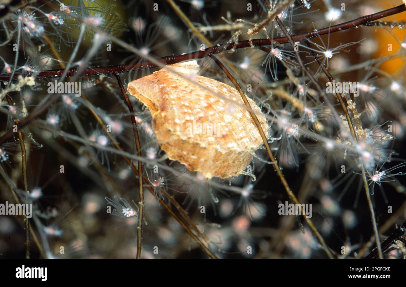 Muschelmuscheln Chlamys sp. Alghero, Sardinien, Italien Stockfoto