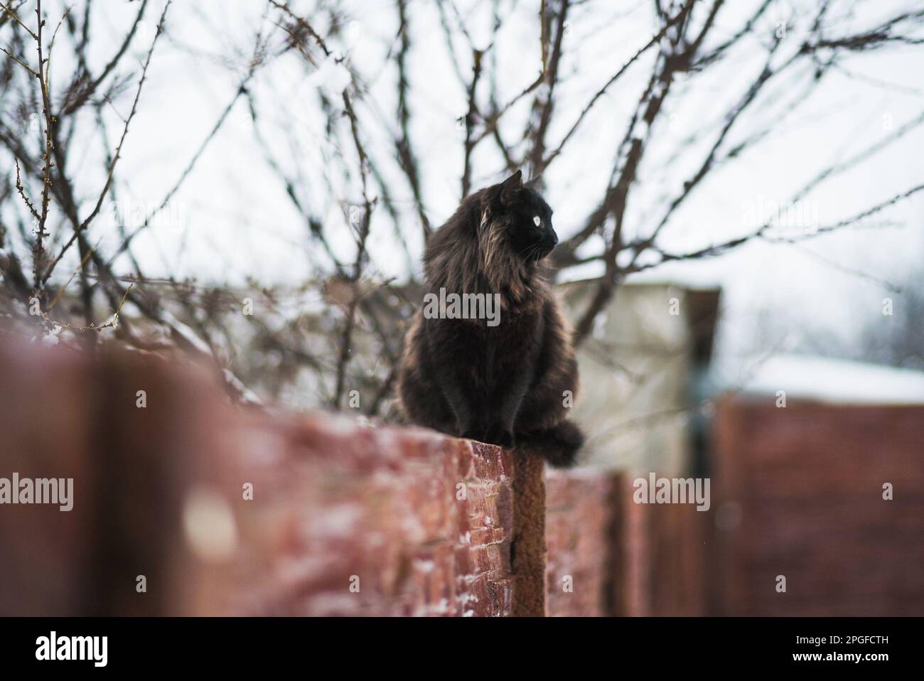 Die Schwarze Katze sitzt am Zaun Stockfoto