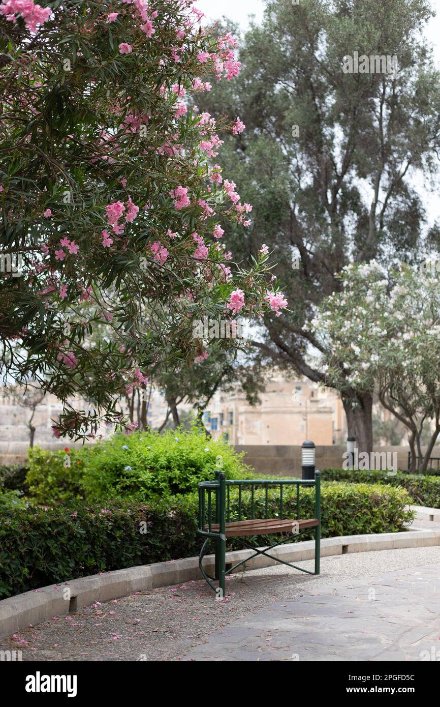 Leuchtend rosa Blumen auf einem Baum im Sommer in Malta Stockfoto