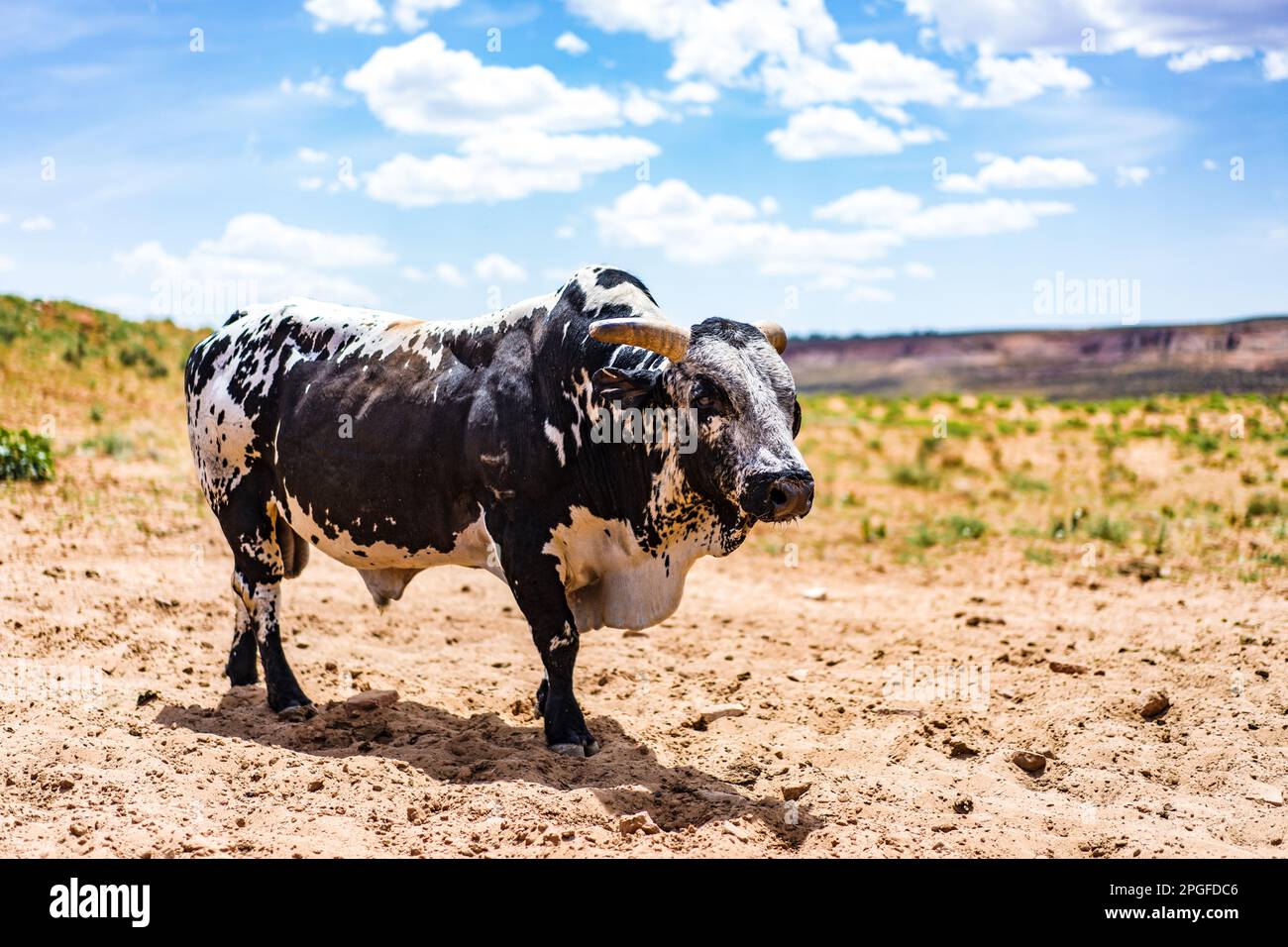 Arizona, Bullen- und Büffelfarm, Kühe auf einer US-Farm Stockfoto