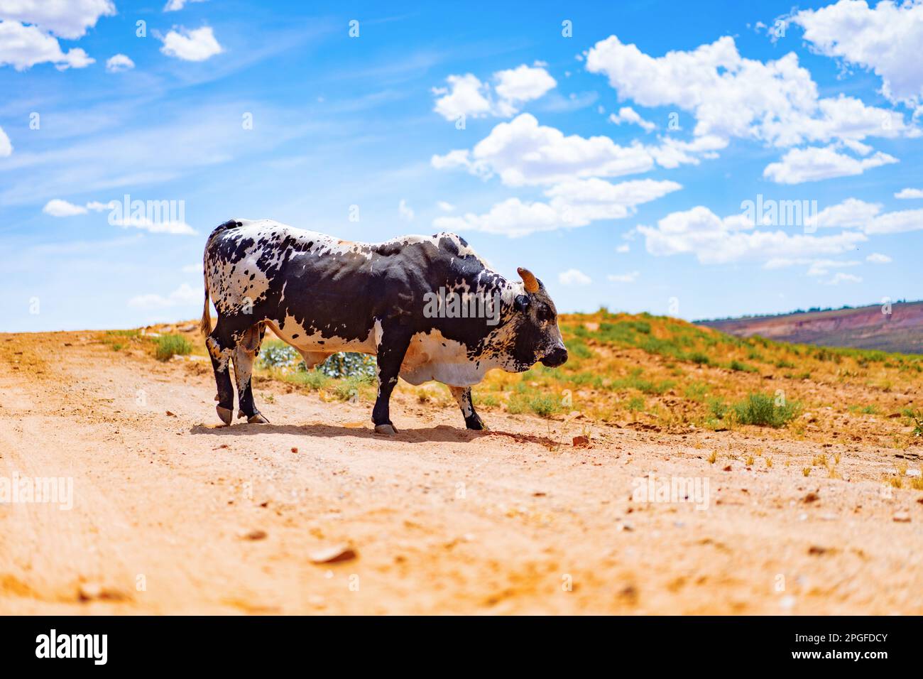 Arizona, Bullen- und Büffelfarm, Kühe auf einer US-Farm Stockfoto
