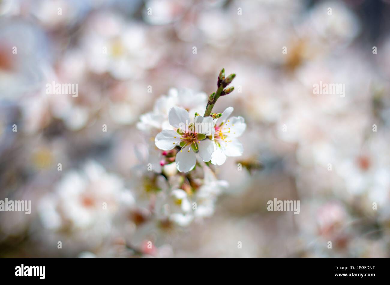 Blumen, Kunst, Makroschönheit Stockfoto