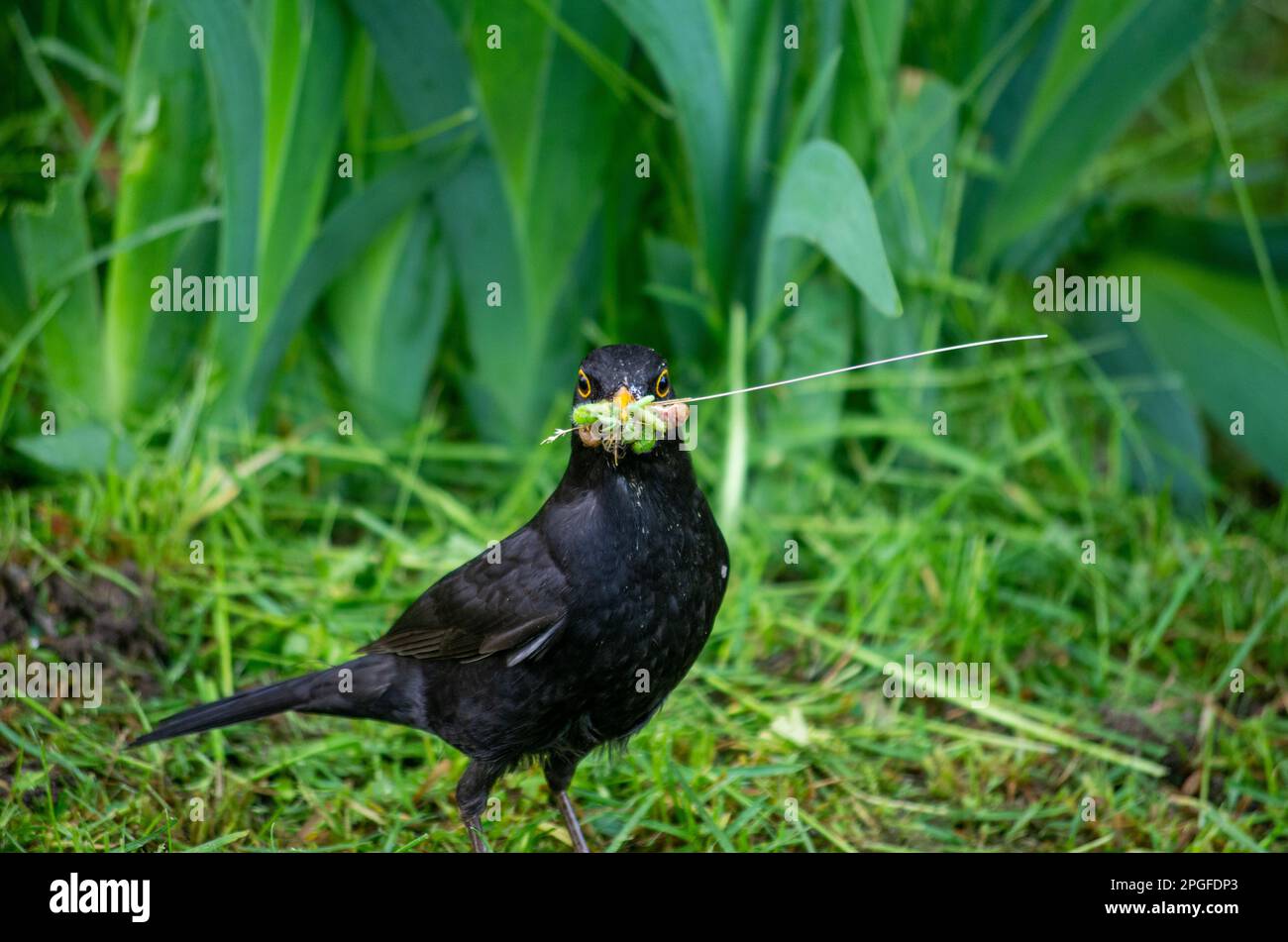 Vogel, Tapete, Natur, Wildtiere Stockfoto