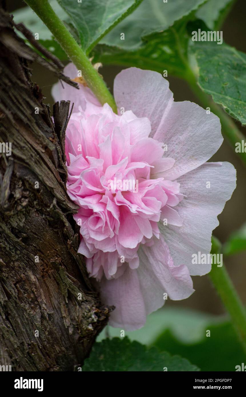 Blumen, Kunst, Makroschönheit Stockfoto