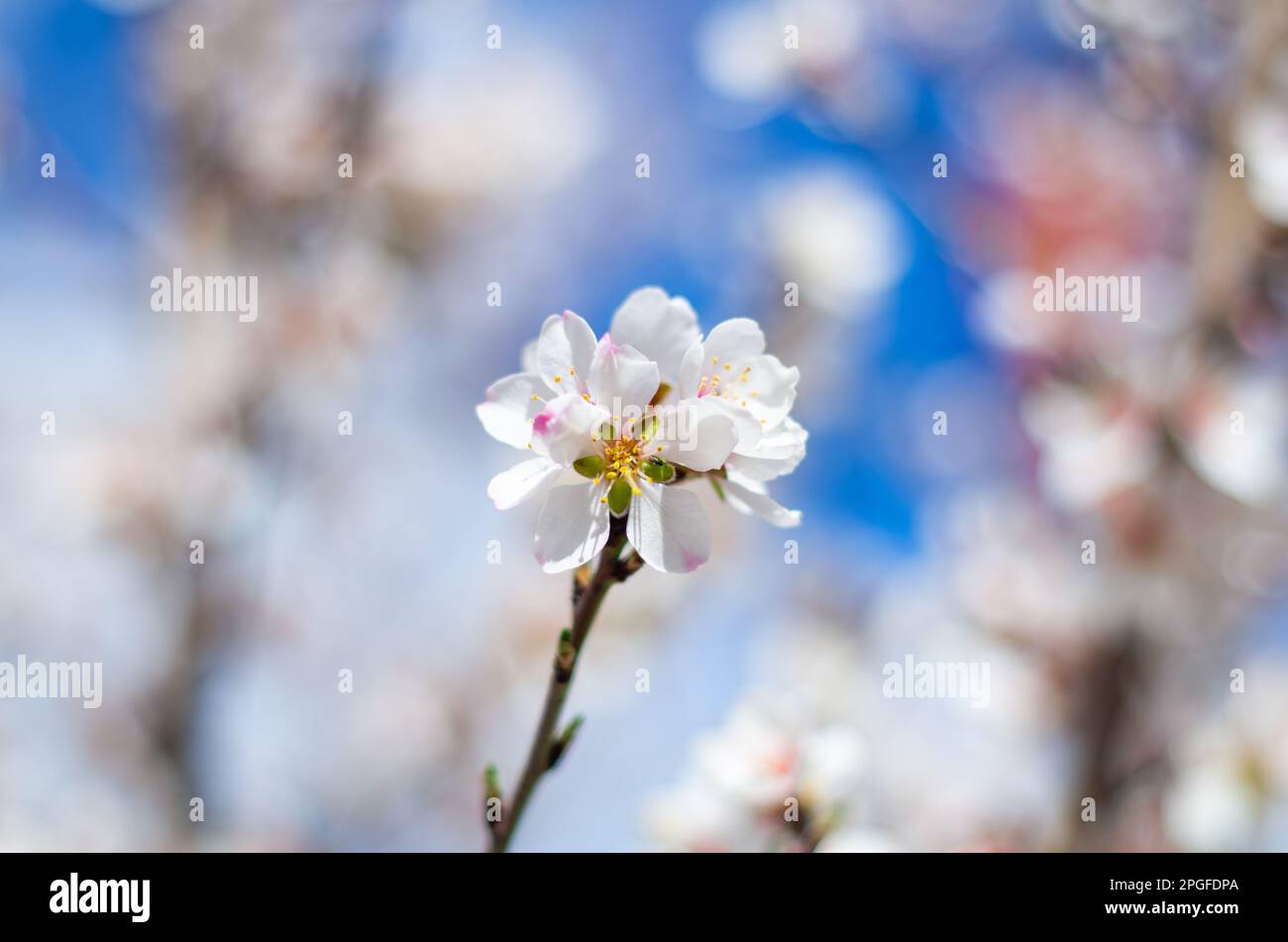 Blumen, Kunst, Makroschönheit Stockfoto