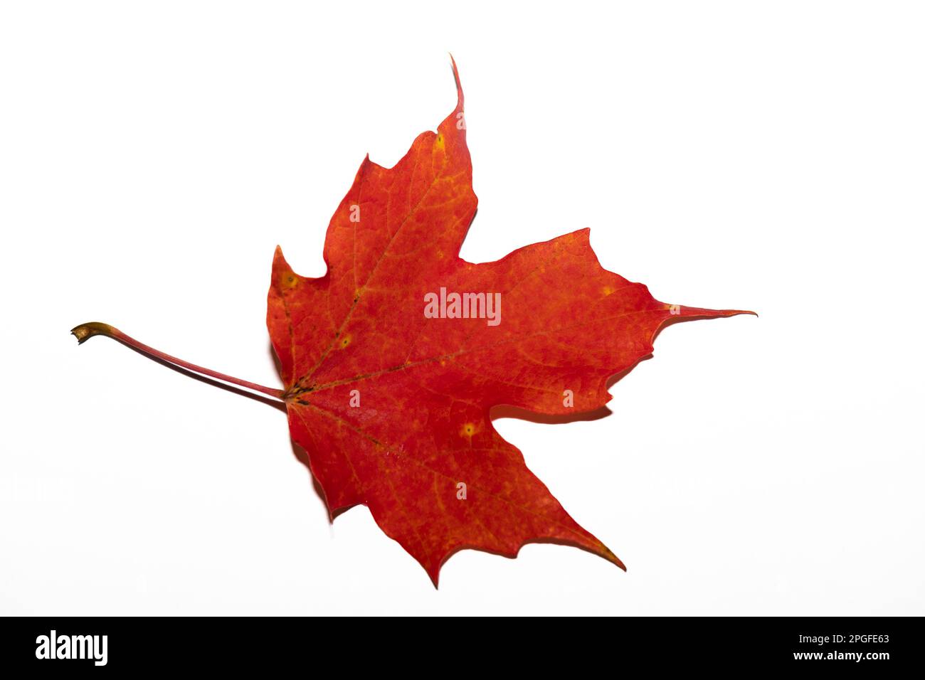 Studioaufnahme eines einzelnen Ahornblattes auf weißem Hintergrund mit Herbstfarbe. Stockfoto