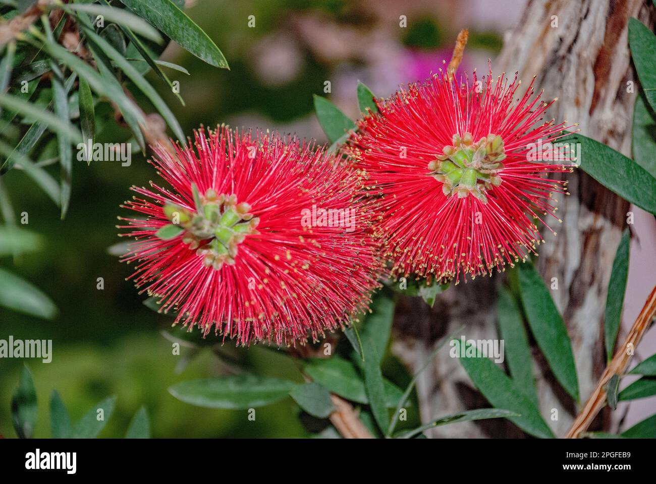 Australische Flaschenbürstenpflanze oder Callistemon in Rethynmon auf der Insel Kreta Stockfoto