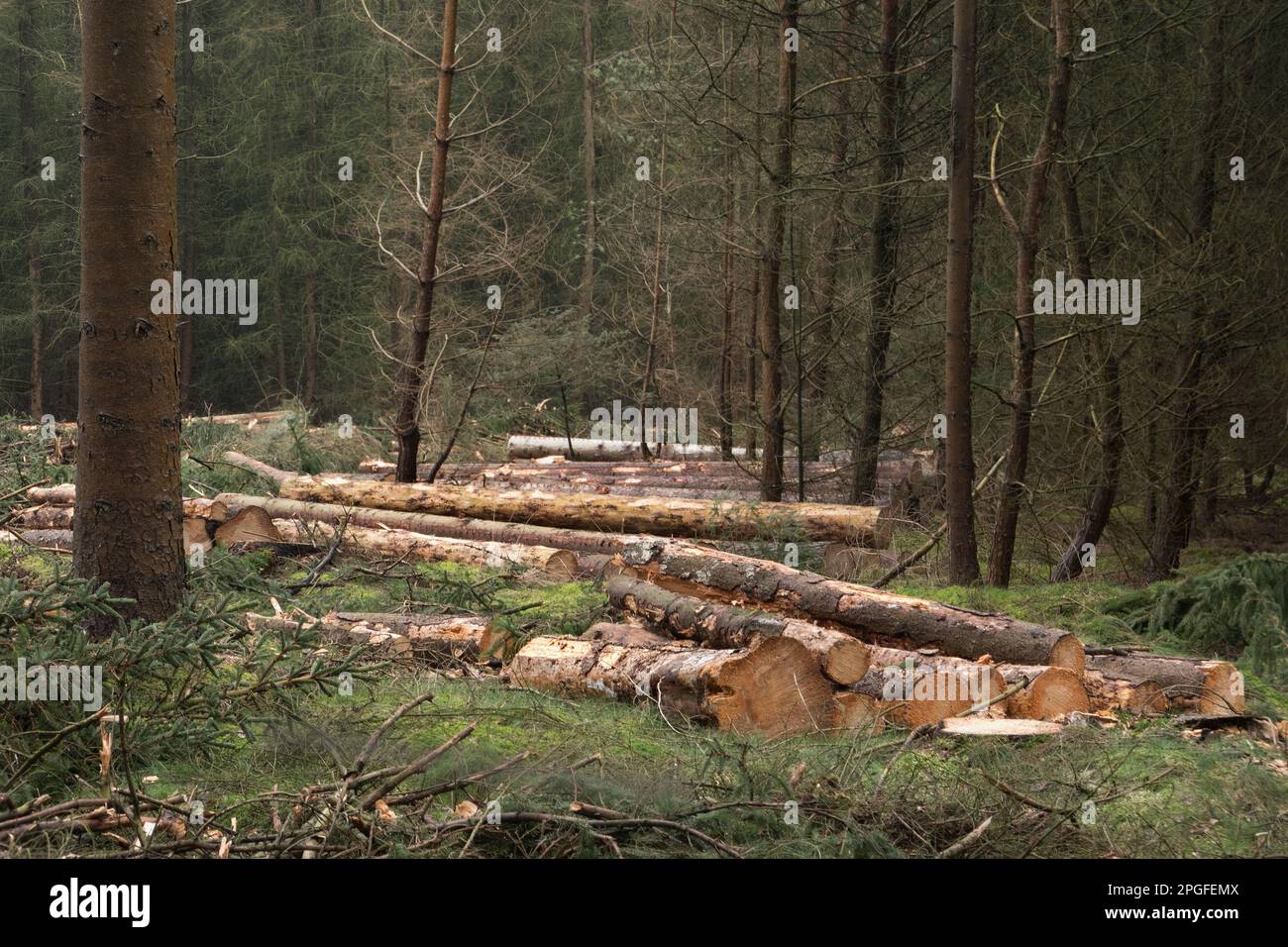 Waldbewirtschaftung: Eine Fällebene in einem Wald, Stapel von Baumstämmen überall Stockfoto