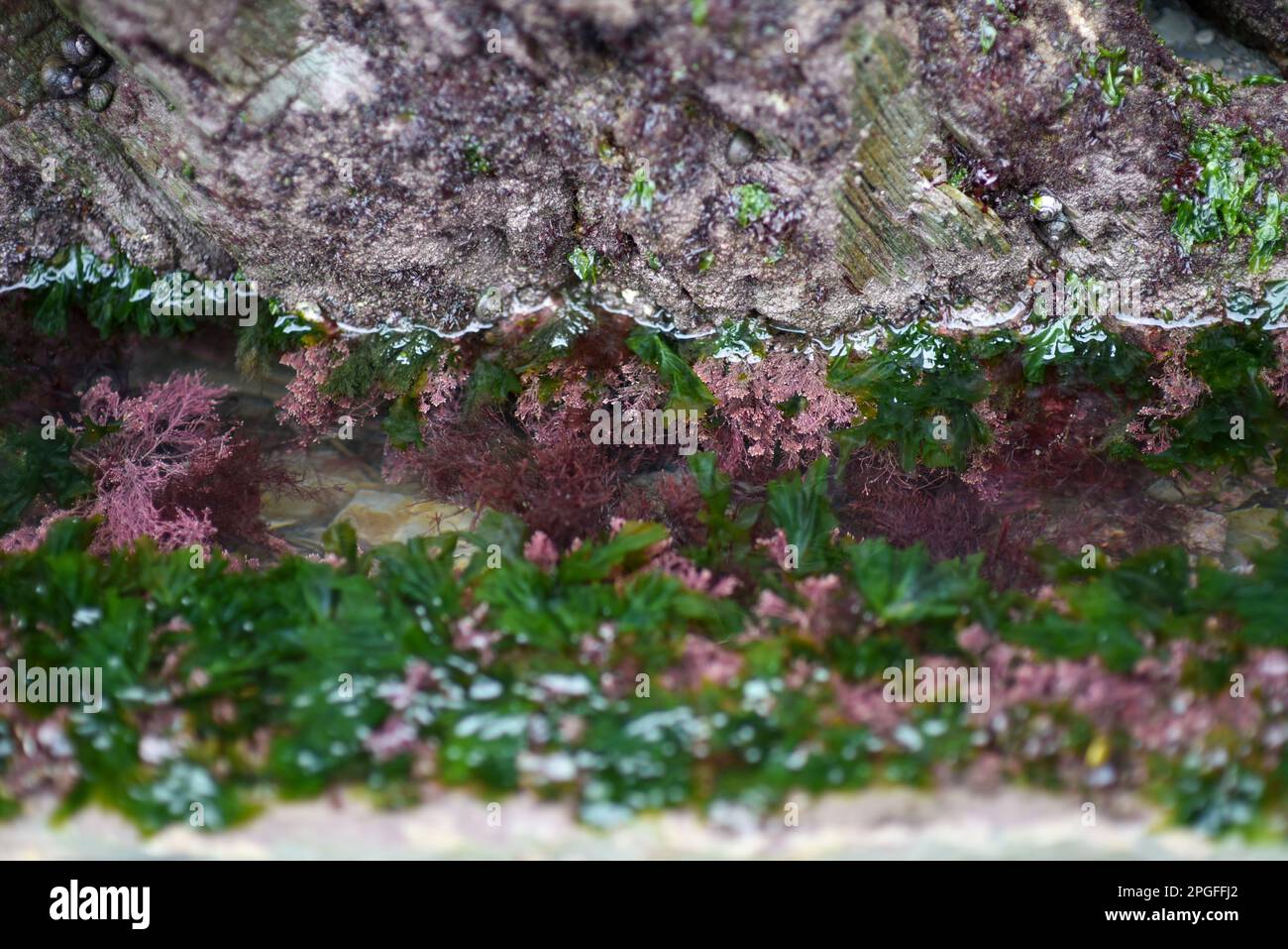 Felsenpool mit Algen, Devon UK (Atlantik) Stockfoto