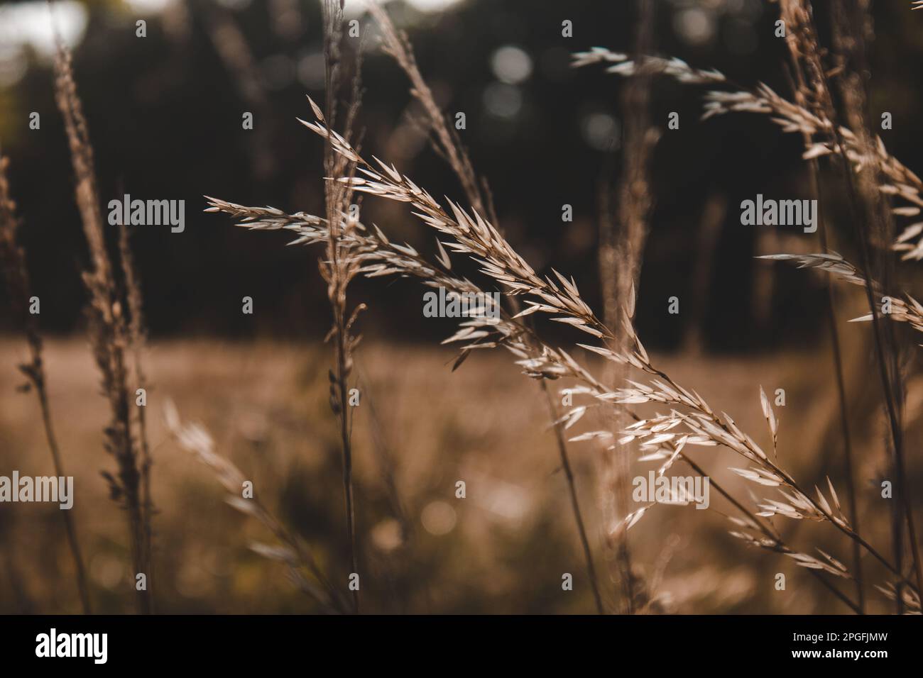 Detail von einem Weizenfeld Stockfoto