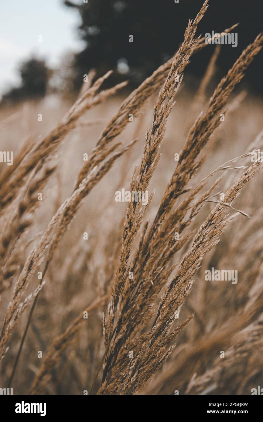 Detail von einem Weizenfeld Stockfoto