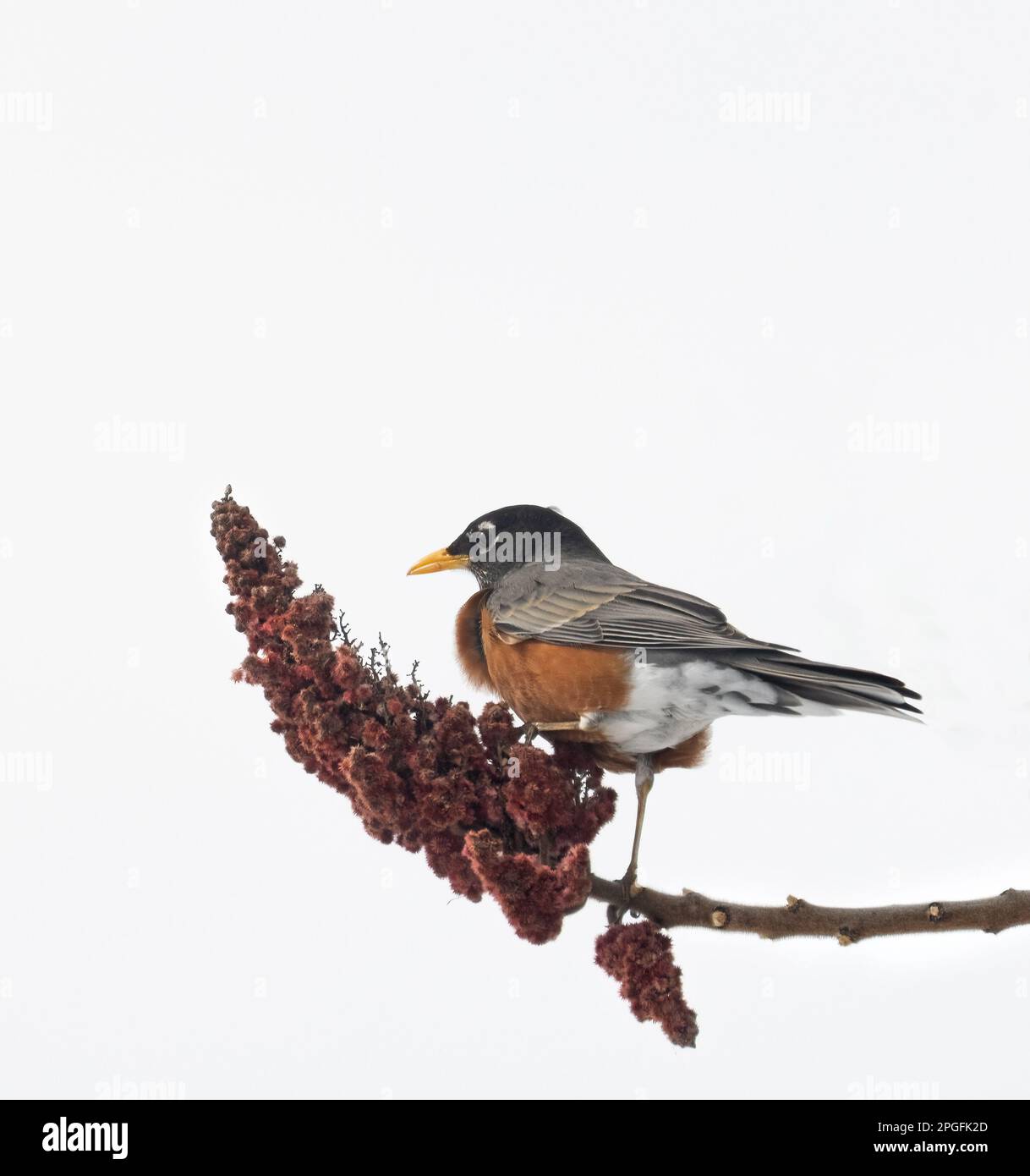 Ein amerikanischer Robin auf einem Sumac-Strauch im Frühling in Ontario mit weißem Hintergrund Stockfoto Ein amerikanischer Robin auf einem Sumac-Strauch im Frühling in Ontario mit weißem Hintergrund Stockfoto