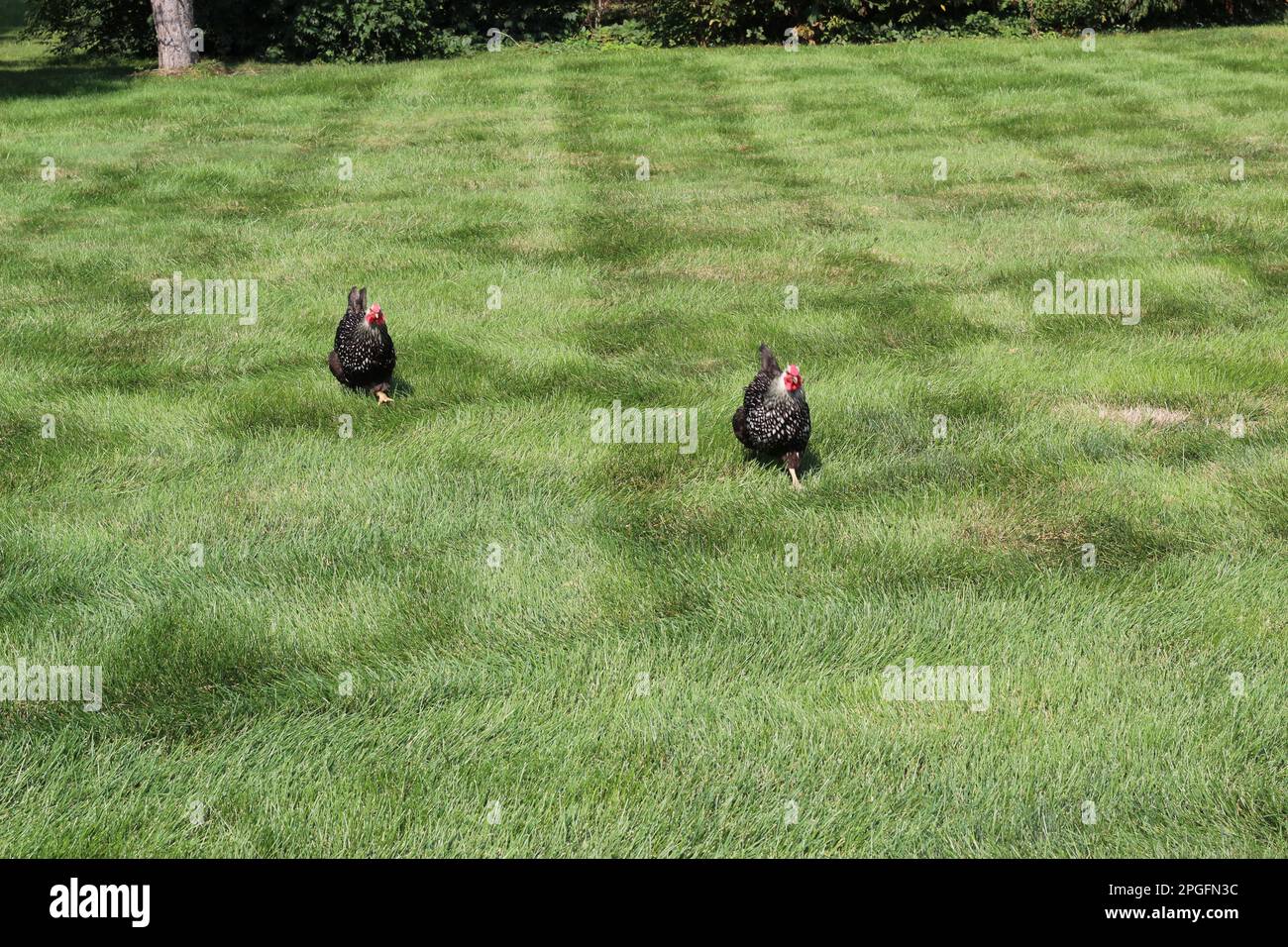 Hühner aus Freilandhaltung auf dem Hof Stockfoto