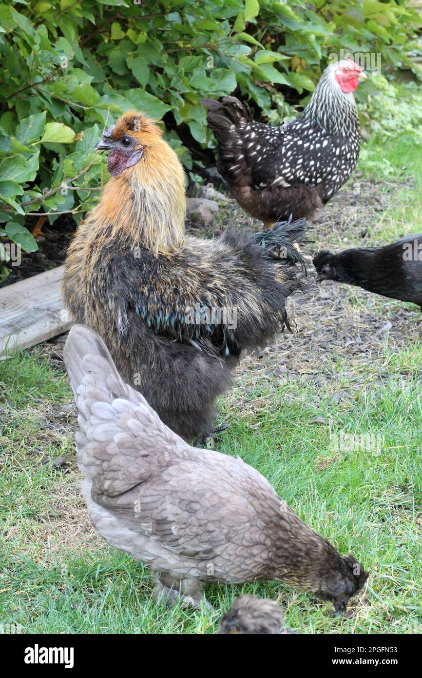 Hühner aus Freilandhaltung auf dem Hof Stockfoto