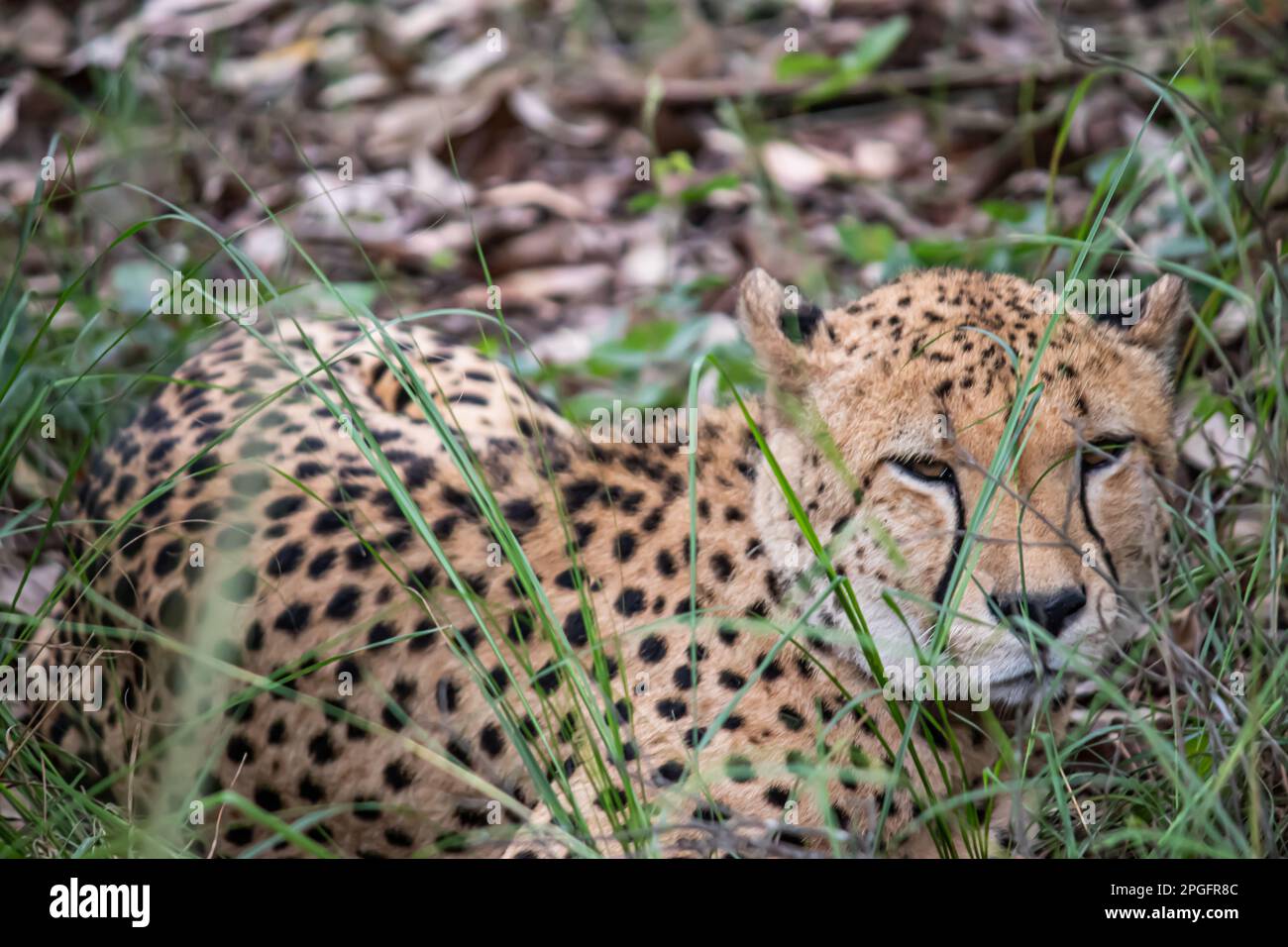 Cheetah aus der Katzenfamilie, die sich im Savannah Grass im Imire Rhino & Wildlife Conservancy National Park, Simbabwe, ruht Stockfoto
