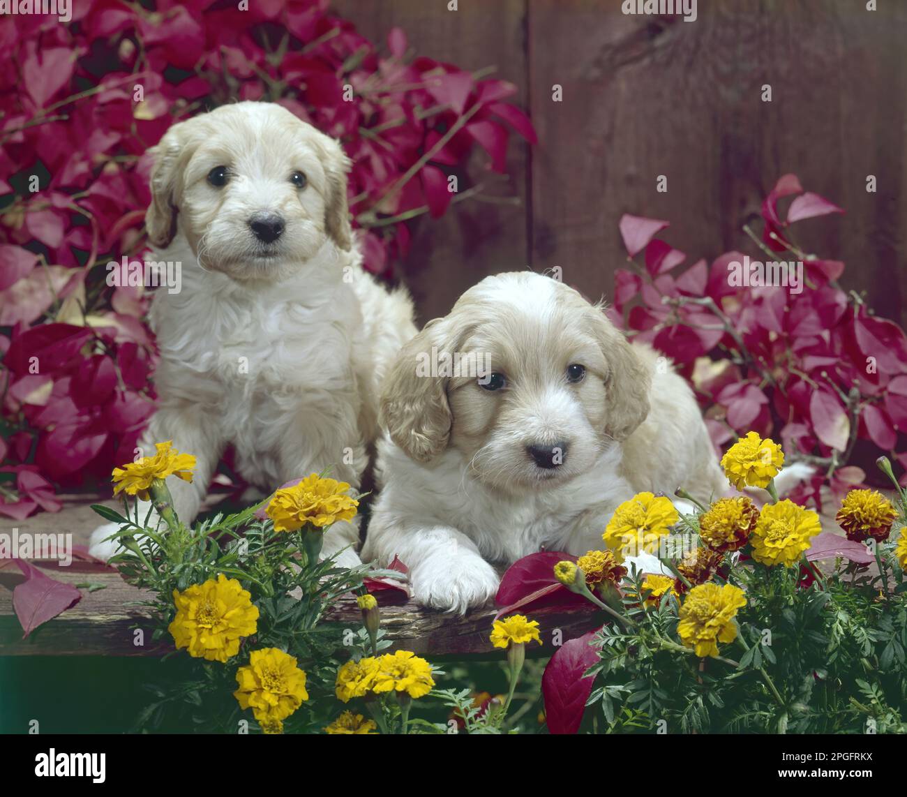 Zwei Hunde, die sich unter Blumen entspannen Stockfoto