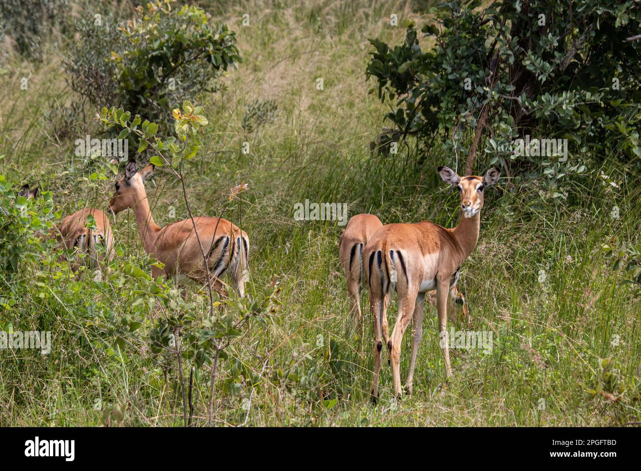 Der Impala oder Rooibok (Aepyceros melampus), mittelgroße Antilopen, die sich in Savannah Grass im Imire Rhino & Wildlife Conservancy National Park befinden Stockfoto