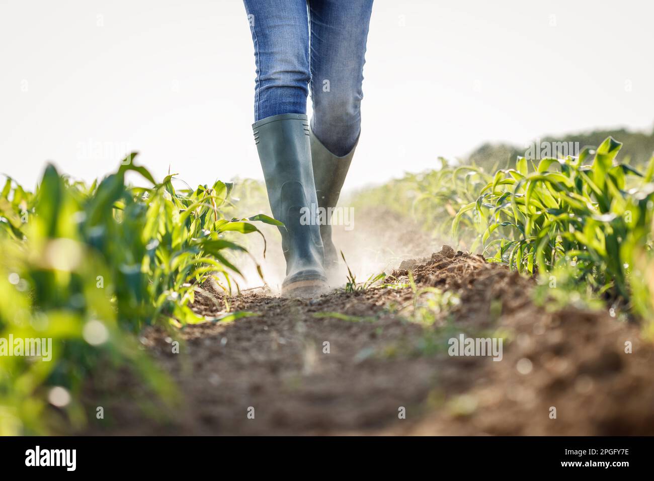 Ein Bauer, der im Frühling auf einem trockenen Maisfeld spaziert. Auswirkungen des Klimawandels auf die Landwirtschaft. Globale Erwärmung Stockfoto