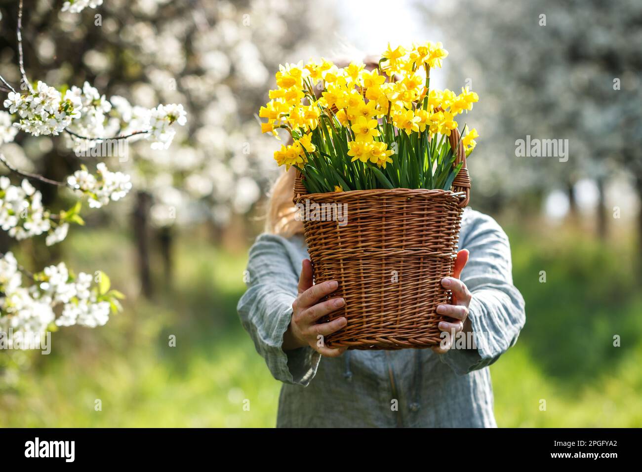 Eine Frau mit Narzissen im Korb, die auf einem blühenden Kirschgarten steht. Frühlingssaison Stockfoto