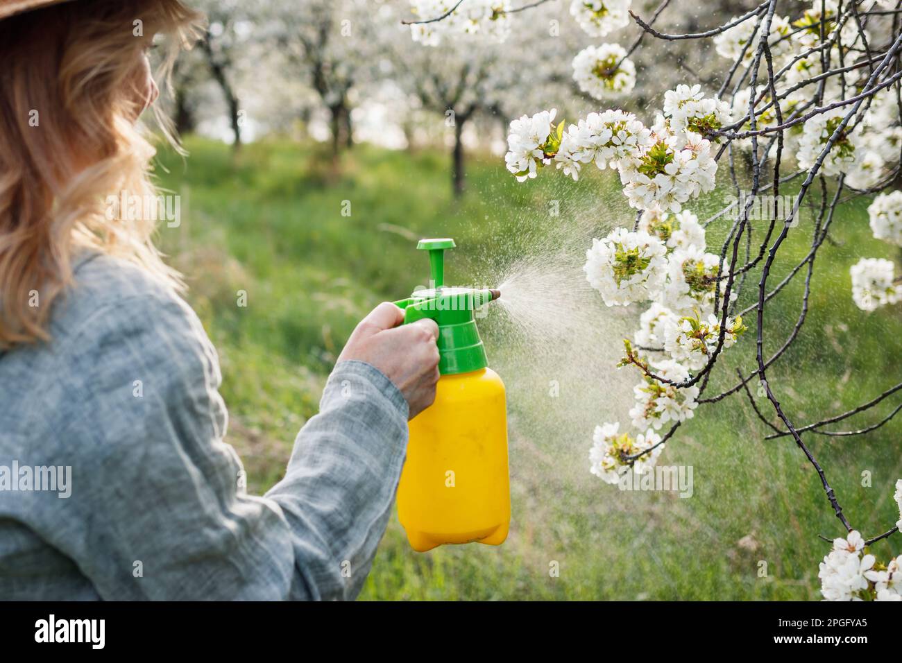 Landwirt, der Kirschblüten in blühenden Obstgärten mit Pestiziden oder Insektiziden besprüht. Frühjahrsgärtnerei Stockfoto