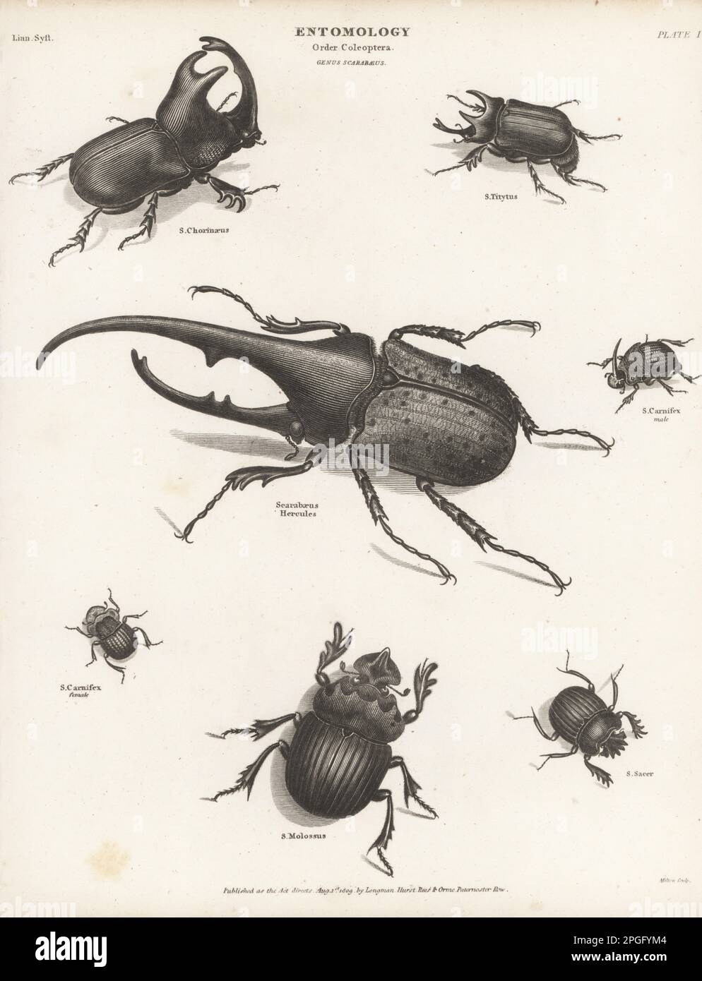 Hercules Beetle, Dynastes hercules (Scarabeus hercules), Rhinoceros Beetle, Enema PAN (S. chorinaeus), Eastern hercules Beetle, Dynastes tityus (S. titytus), Regenbogenscarab, männlich und weiblich, Phanaeus vindex (S. carnifex), Scaraesus, Saceus, Scarasasasasasasasus, Scaretus, Scarssasasasasasasasus, Scareus, Scareus, Scareus und Scarsaceus. Kupferplatten-Gravur von Thomas Milton aus Abraham Rees' Cyclopedia oder Universal Dictionary of Arts, Sciences and Literature, Longman, Hurst, Rees, Orme, Paternoster Row, London, 1. August 1809. Stockfoto