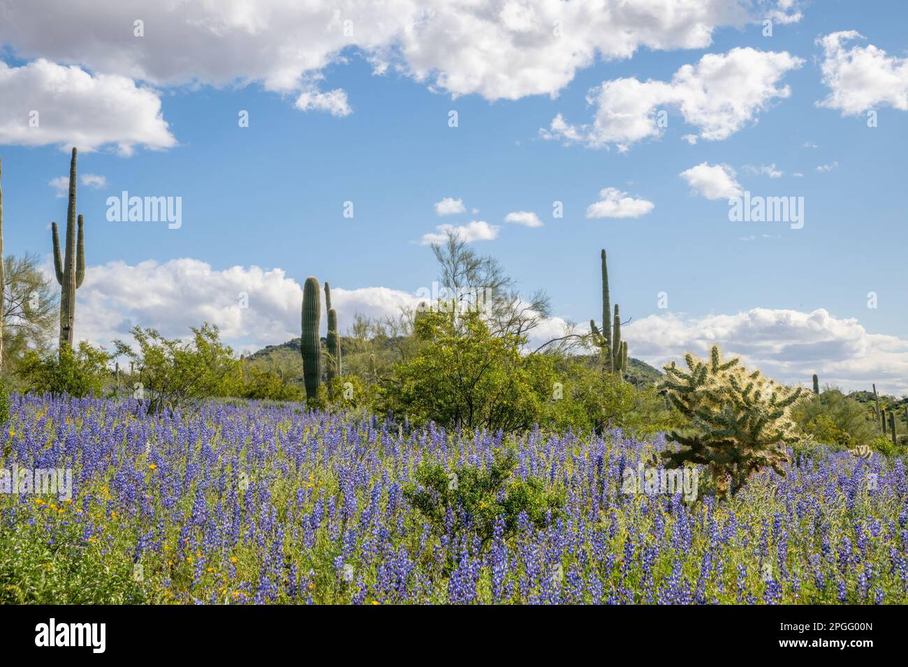 Blühende Blumen in der Sonora-Wüste im Picacho Peak State Park Stockfoto