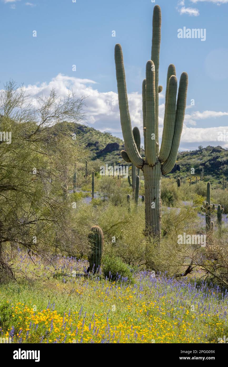Blühende Blumen in der Sonora-Wüste im Picacho Peak State Park Stockfoto