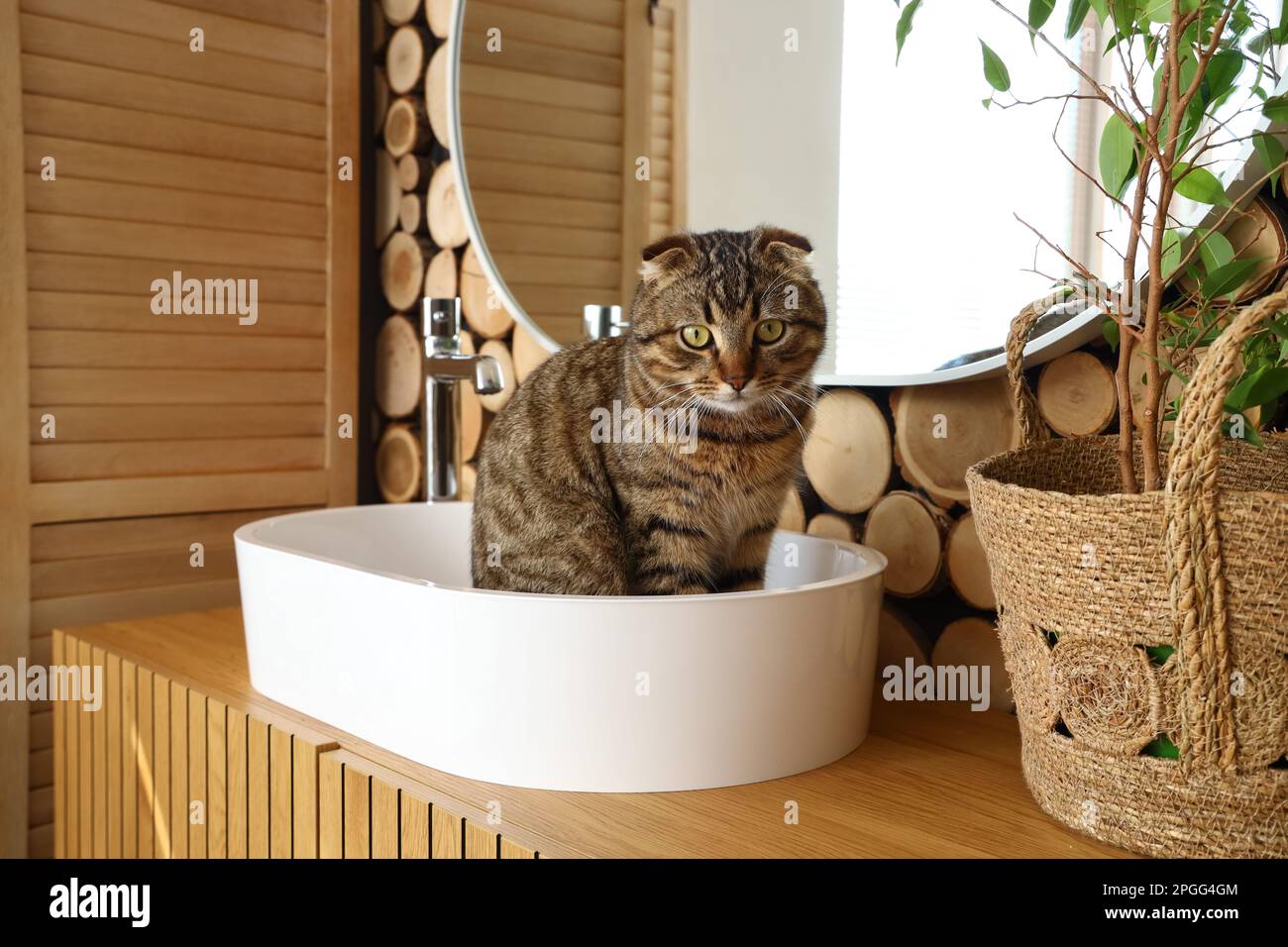 Gestreifte schottische Faltkatze im Waschbecken Stockfoto