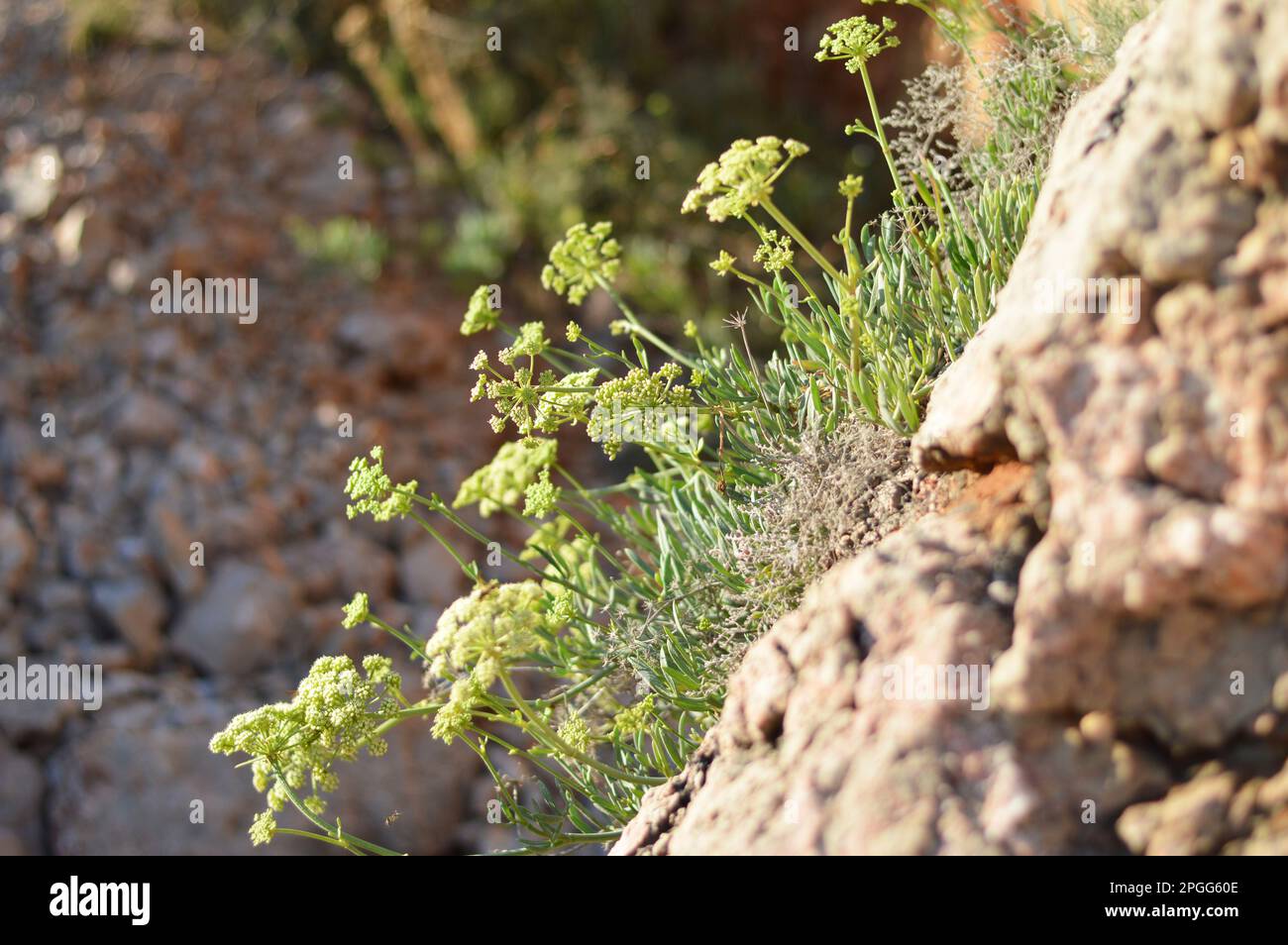 Seefenchelpflanze, die auf den Felsen wächst Stockfoto