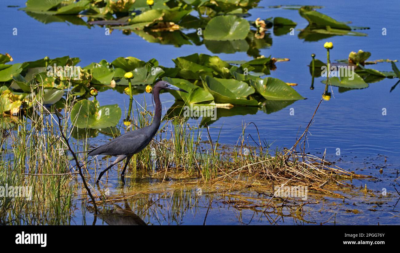 Eleganter Little Blue Heron und Lilienvögel entlang des Wildlife Drive am Lake Apopka in Florida, USA Stockfoto