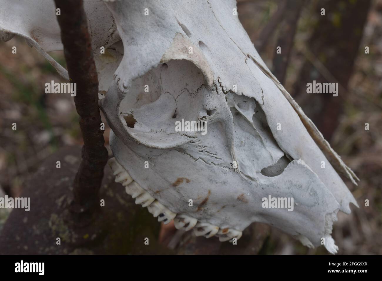 Ein alter Weißschwanz-Hirsch (odocoileus virginianus)-Schädel. Nahaufnahme. Ländlicher Missouri, MO, USA, USA, USA. Stockfoto