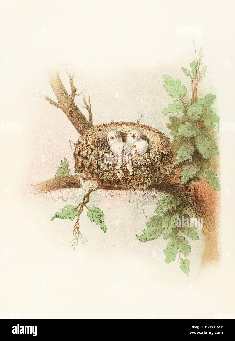 Antikes Vogelnest. Holz-Pewee. Wunderschöne farbige lithographische Platte aus einem antiken Buch mit Nestern, Eiern und Vögeln (1882). Stockfoto