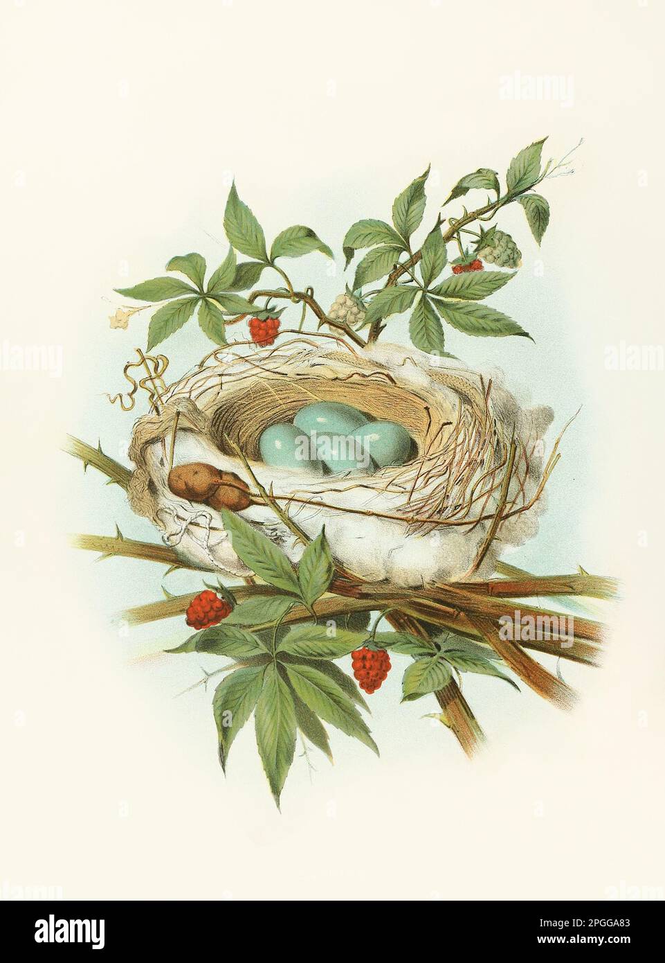 Antikes Vogelnest. Catbird Nest. Wunderschöne farbige lithographische Platte aus einem antiken Buch mit Nestern, Eiern und Vögeln (1882). Stockfoto