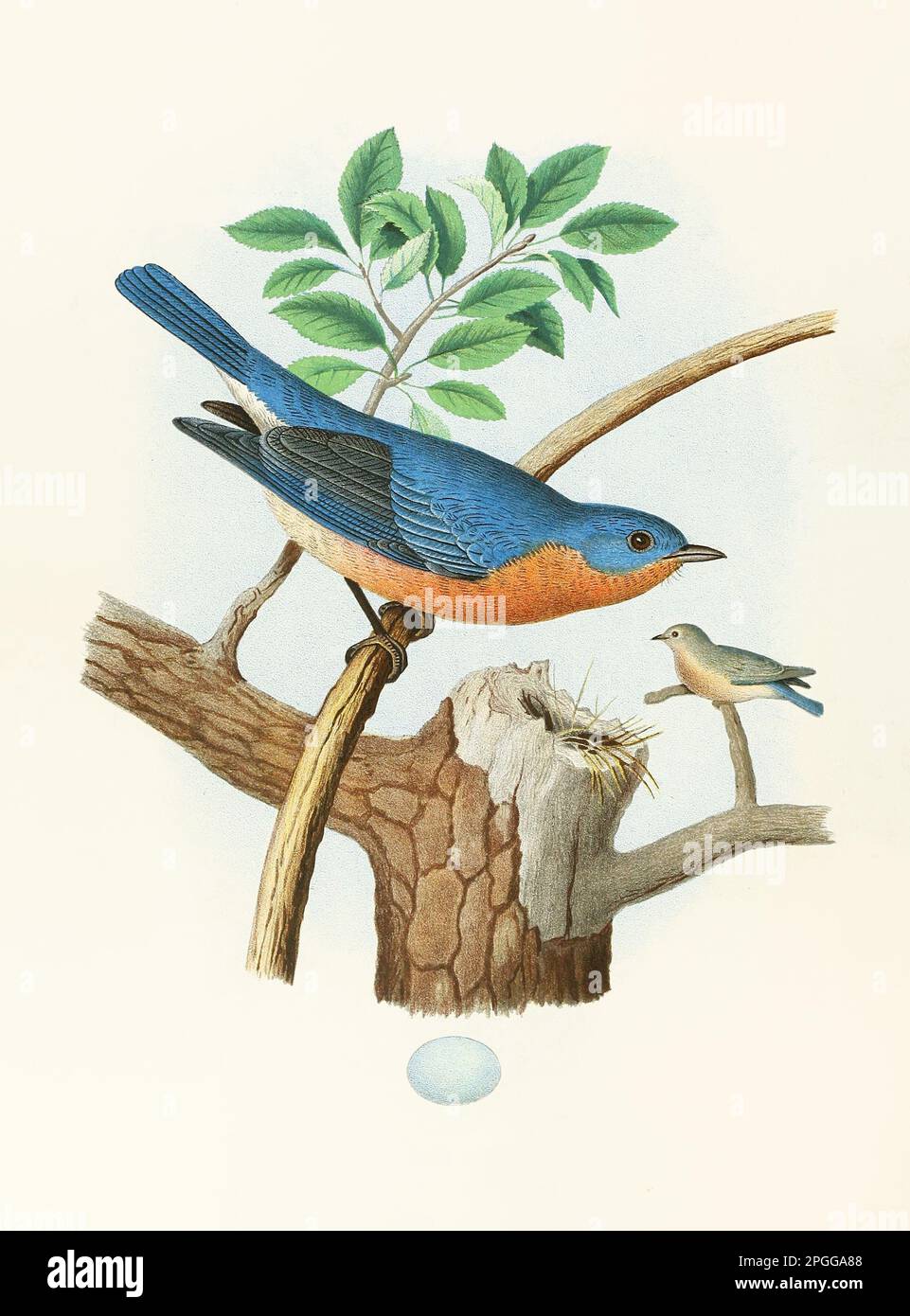 Antikes Vogelmotiv. Östlicher Blauer Vogel. Wunderschöne farbige lithographische Platte aus einem antiken Buch mit Nestern, Eiern und Vögeln (1882). Stockfoto