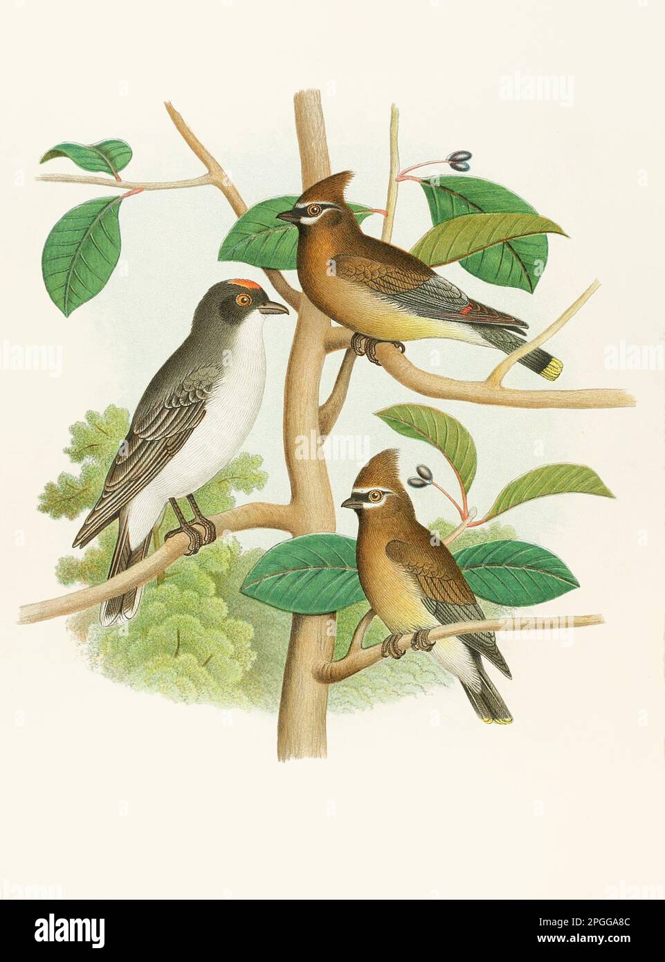 Antikes Vogelmotiv. King Bird und Cedar Birds. Wunderschöne farbige lithographische Platte aus einem antiken Buch mit Nestern, Eiern und Vögeln (1882). Stockfoto