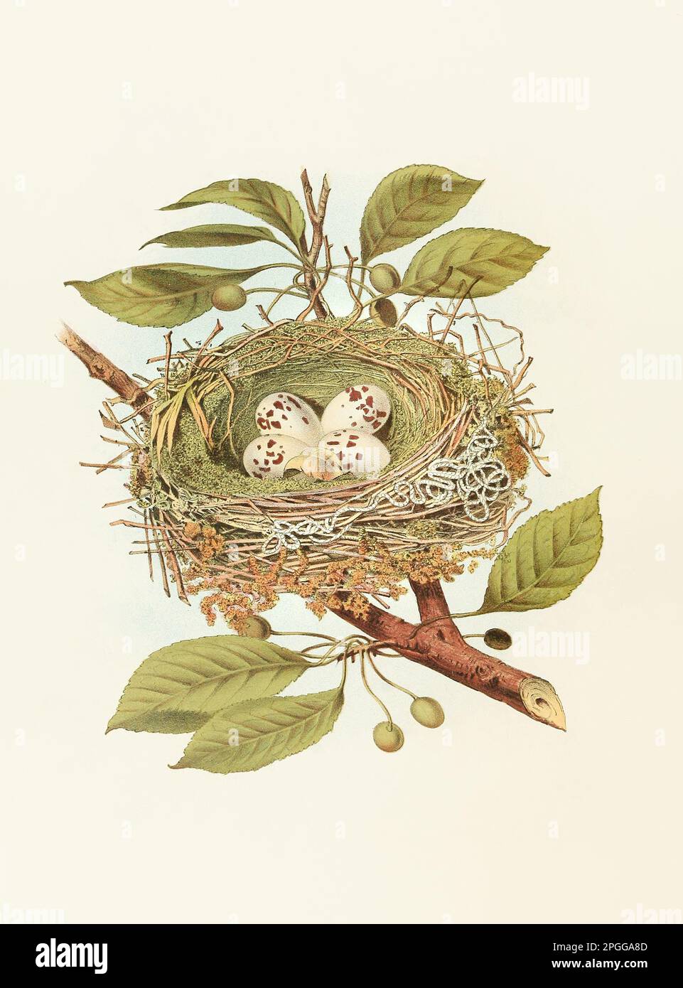 Antikes Vogelnest. Königsvogel. Wunderschöne farbige lithographische Platte aus einem antiken Buch mit Nestern, Eiern und Vögeln (1882). Stockfoto