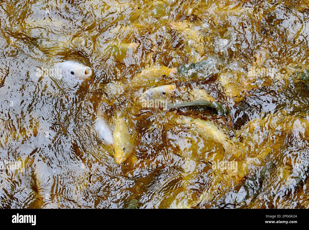 Eine Fütterungsfreundin mit einem kleinen Karpfen in einem Teich Stockfoto