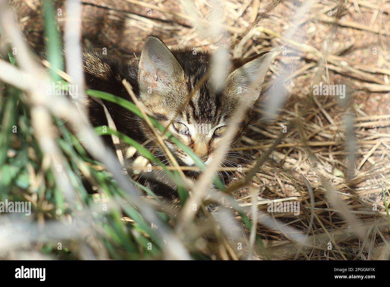 Wildkatze (Cattus domesticus) Stockfoto