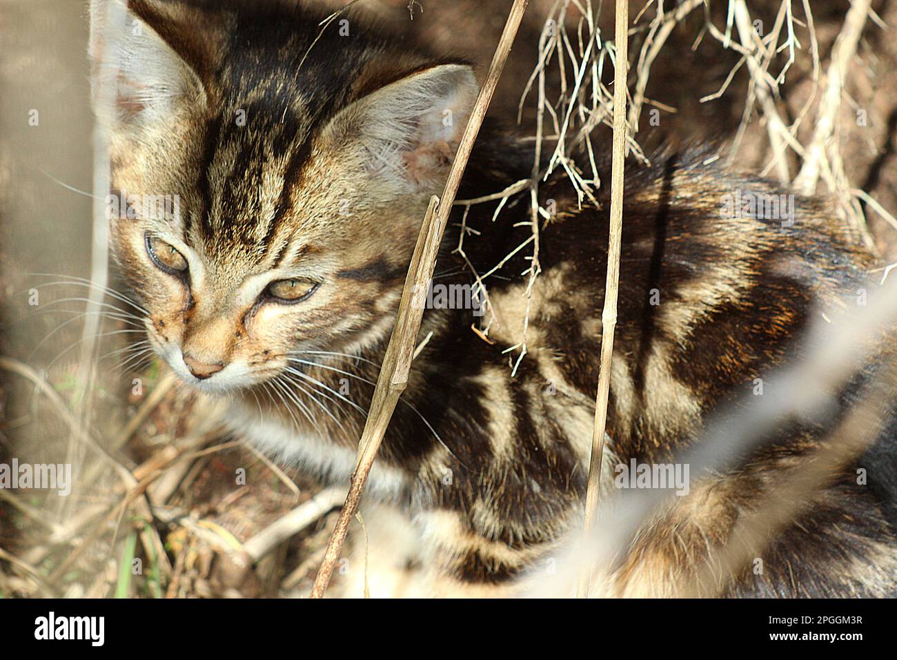 Wildkatze (Cattus domesticus) Stockfoto