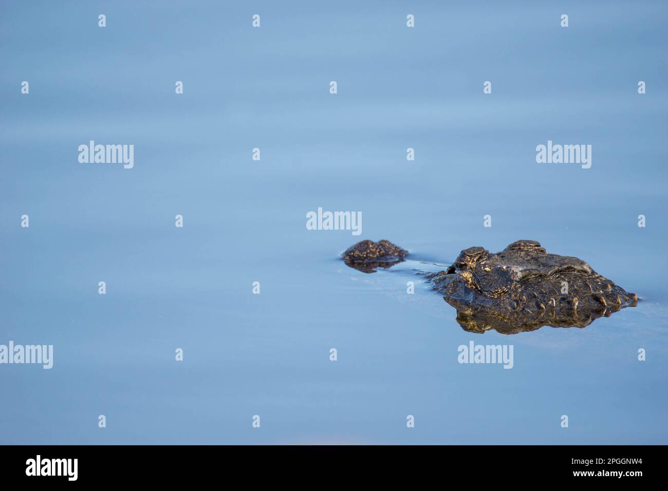 Der Alligatorkopf blickt über das blaue Wasser eines ruhigen Sees in South Carolina Stockfoto