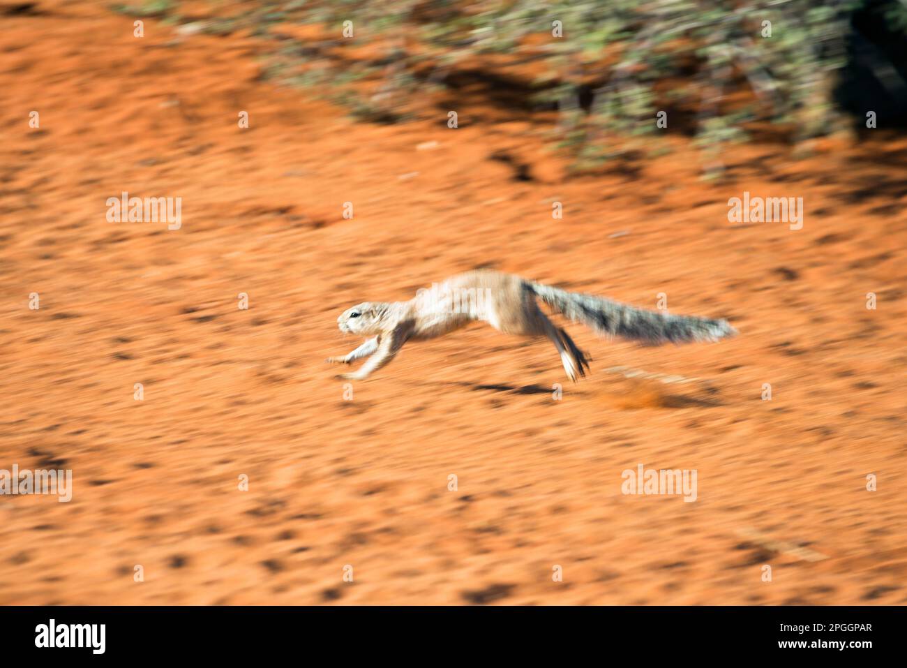 Gestreiftes Eichhörnchen (Xerus erythropus), Kalahari, Namibia Stockfoto
