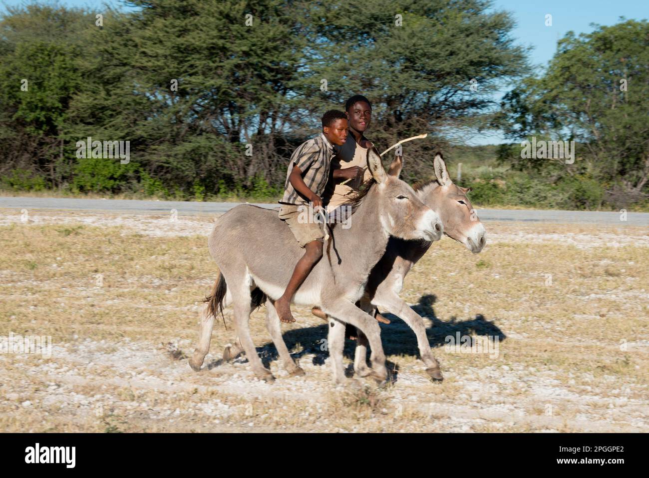 Jungs auf Eseln, Rundu, Namibia Stockfoto