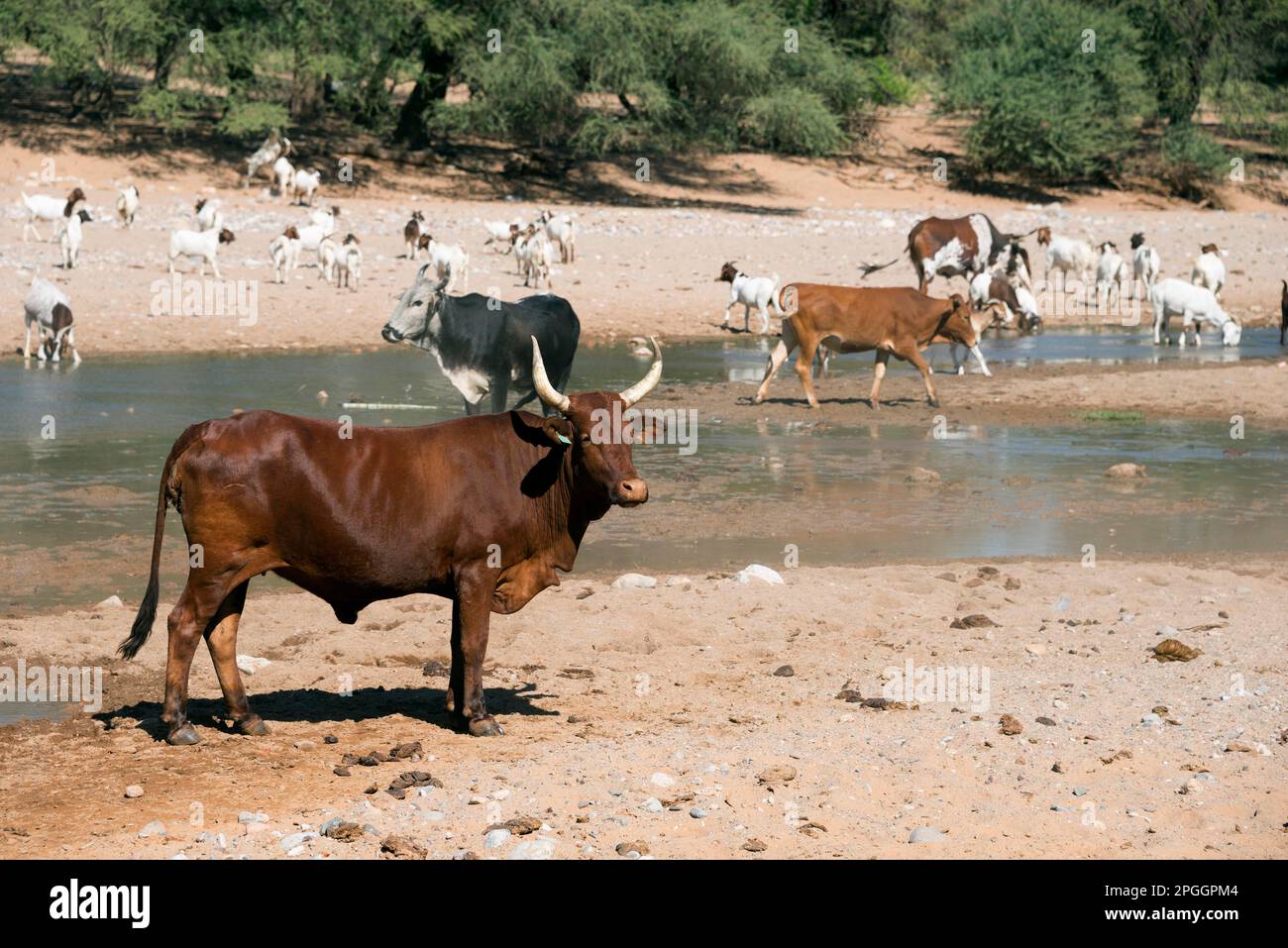 Kuh, Hoanib-Fluss bei Khowarib, Damaraland, Namibia, Kühe Stockfoto