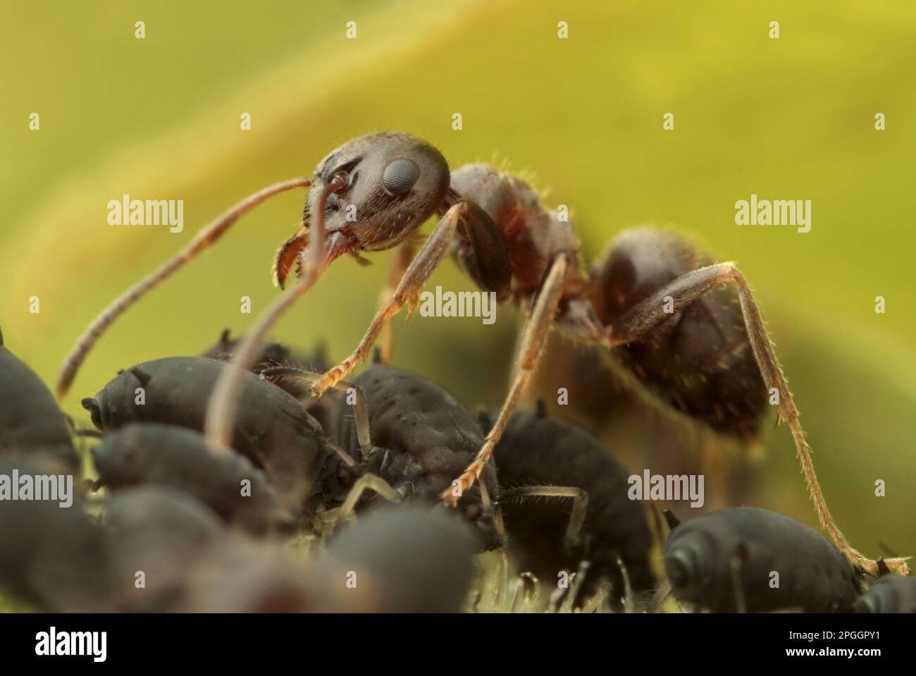 Black Garden Ant (Lasius niger), Erwachsener, Arbeiter, der Blattläuse aus schwarzen Bohnen (Aphis fabae) hütet, zum „Formen“ von Honigtau, Leicestershire, England, Vereinigte Staaten Stockfoto