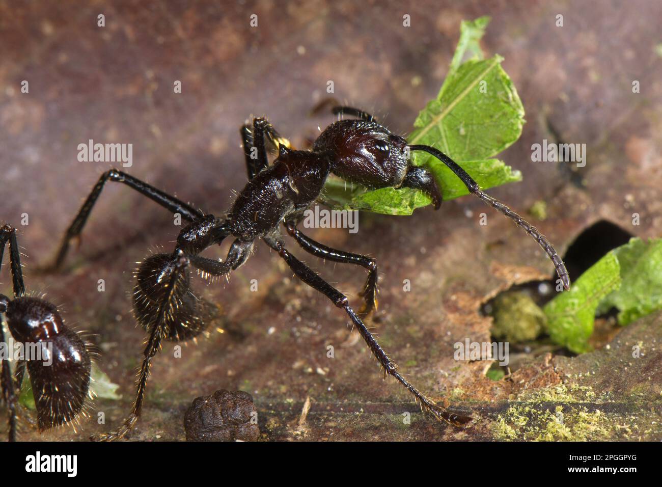 24-stündige Ameise, 24-stündige Ameise, Kugelameise (Paraponera clavata), tropische Riesenameisen, andere Tiere, Insekten, Tiere, Ameisen, Bullet Ameise Erwachsener Stockfoto