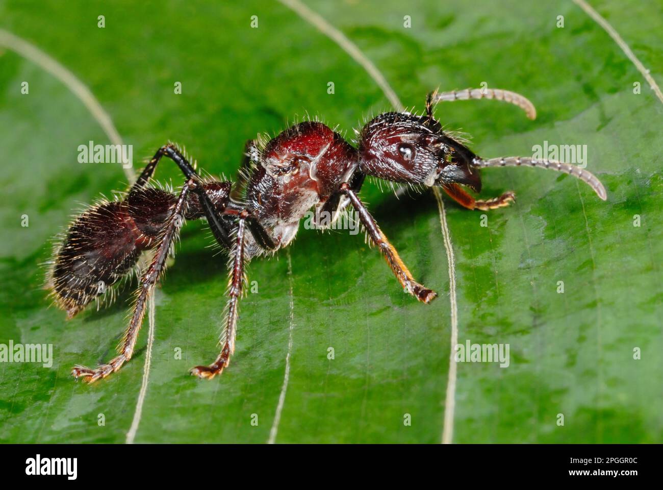 Bullet Ant (Paraponera clavata), Erwachsener, auf Blättern im Regenwald stehend, Provinz Tortuguero N. P. Limon, Costa Rica Stockfoto