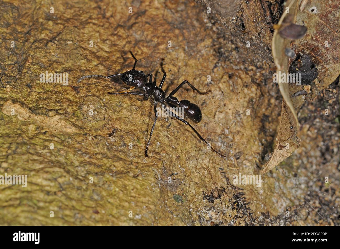 24-stündige Ameise, 24-stündige Ameise, Kugelameise (Paraponera clavata), tropische Riesenameisen, andere Tiere, Insekten, Tiere, Ameisen, Bullet Ant Erwachsener, ein Stockfoto